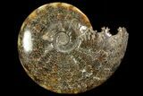 Polished, Agatized Ammonite (Cleoniceras) - Madagascar #78343-1
